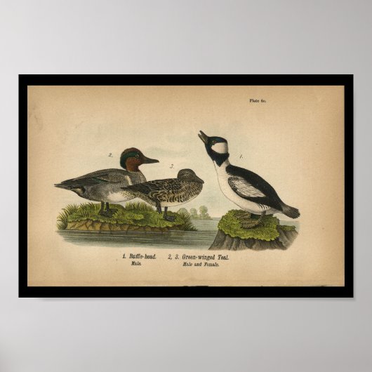 1890 Vogeldrager — groen Blauwgroen afdrukken Poster (Voorkant)