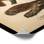 1890 Vogeldrager - Langoorige oorhoenders Poster (Hoek)