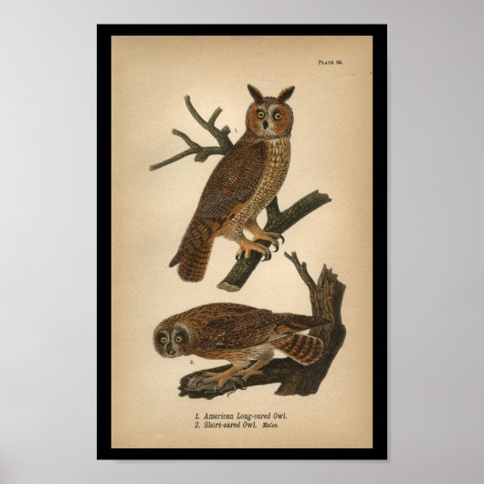 1890 Vogeldrager - Langoorige oorhoenders Poster (Voorkant)