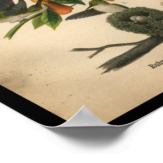 1890 Vogeldrager met ruby-troebel Poster (Hoek)