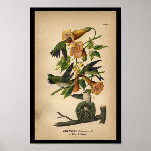 1890 Vogeldrager met ruby-troebel Poster (Voorkant)