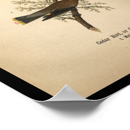 1890 Vogeldrager Poster (Hoek)