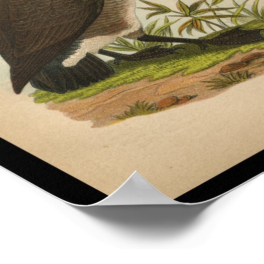 1890 Vogelprinten Wilde Goose Poster (Hoek)