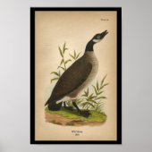 1890 Vogelprinten Wilde Goose Poster (Voorkant)