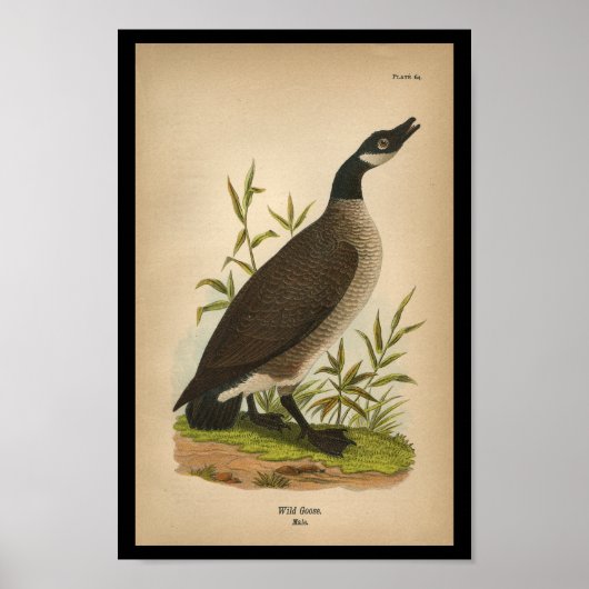 1890 Vogelprinten Wilde Goose Poster (Voorkant)