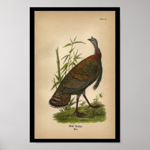 1890 Vogelprinten Wilde Turkije Poster