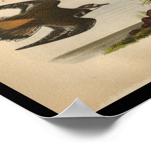 1890 vogelprintslak poster (Hoek)