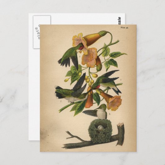 1890 Vogelvogel Briefkaart met ruby-troebele Hummi (Voorkant / Achterkant)