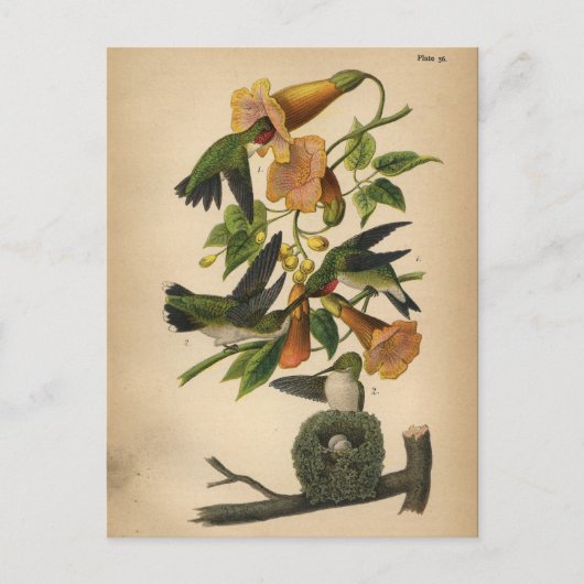 1890 Vogelvogel Briefkaart met ruby-troebele Hummi (Voorkant)