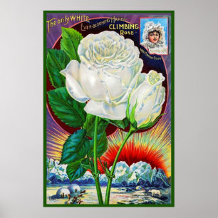 1890s roos catalogusillustratie Witte Rose Poster
