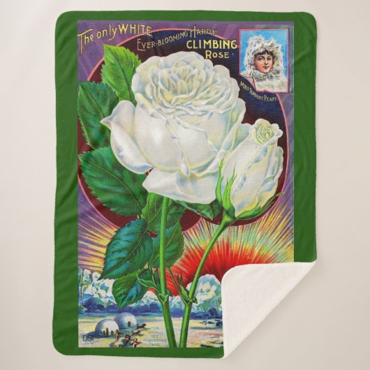 1890s roos catalogusillustratie Witte Rose Sherpa Deken (Voorkant)