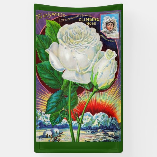 1890s roos catalogusillustratie Witte Rose Spandoek (Verticaal)