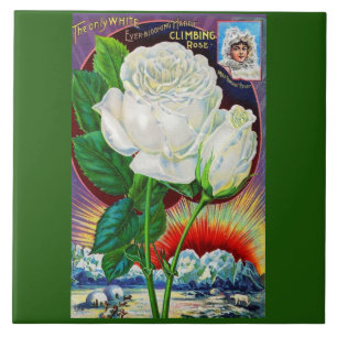 1890s roos catalogusillustratie Witte Rose Tegeltje
