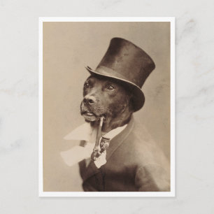 1894 Antieke Hond Foto Hamburg Duitsland Gerestaur Briefkaart