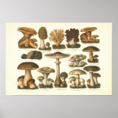 1894 Paddenstoelenvariëteit Fungus Print in het Du (Voorkant)