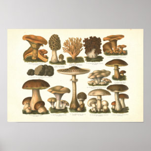 1894 Paddenstoelenvariëteit Fungus Print in het Du