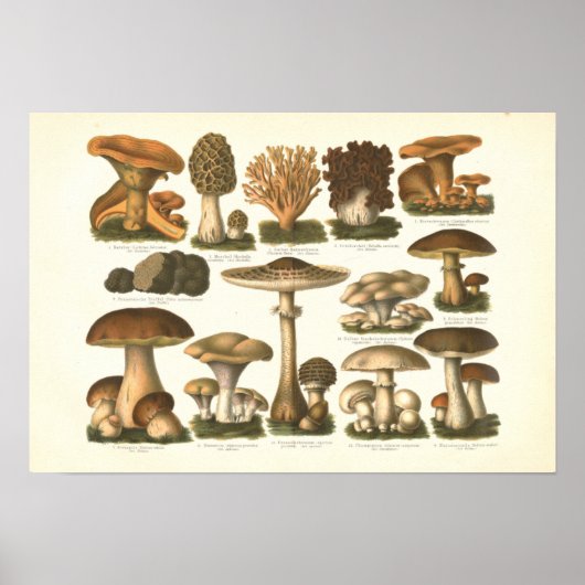 1894 Paddenstoelenvariëteit Fungus Print in het Du (Voorkant)