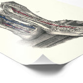 1895 Anatomie printbeen Foto Afdruk (Hoek)