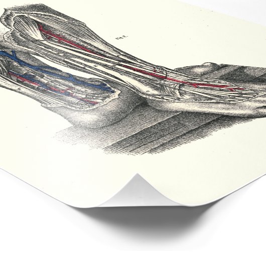 1895 Anatomie printbeen Foto Afdruk (Hoek)