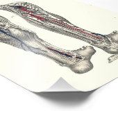 1895 Anatomie printbeen Foto Afdruk (Hoek)