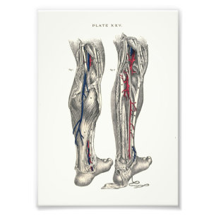 1895 Anatomie printbeen Foto Afdruk