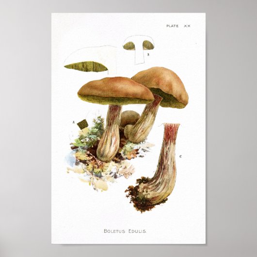1895 champignons, bruin, groen afdrukken poster (Voorkant)