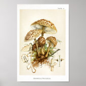  1895 champignons, bruin Pet, afdrukken Poster (Voorkant)