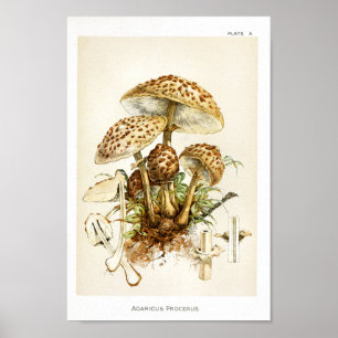  1895 champignons, bruin Pet, afdrukken Poster