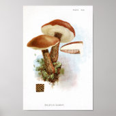 1895 champignons, bruin Pet, afdrukken Poster (Voorkant)
