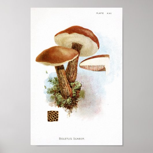  1895 champignons, bruin Pet, afdrukken Poster (Voorkant)