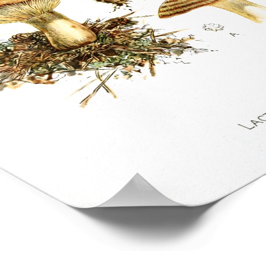  1895 champignons met bruine stripper poster (Hoek)