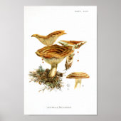  1895 champignons met bruine stripper poster (Voorkant)