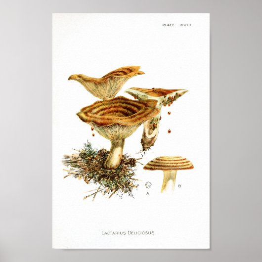 1895 champignons met bruine stripper poster (Voorkant)