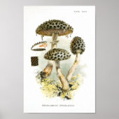  1895 champignons met bruine verrijkte kunst poster (Voorkant)