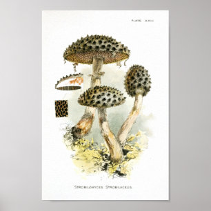  1895 champignons met bruine verrijkte kunst poster
