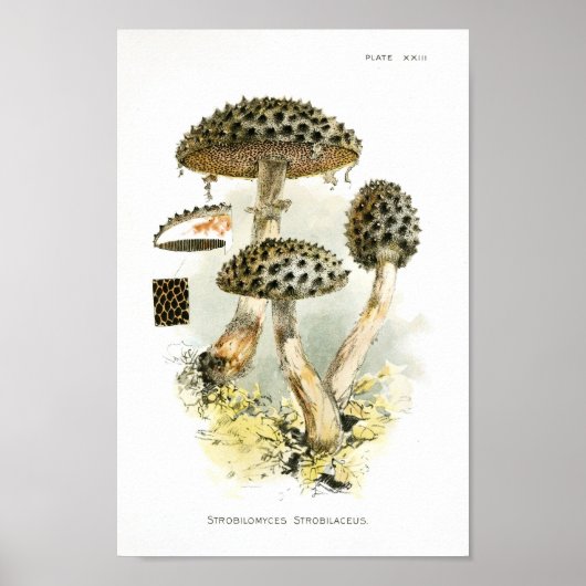  1895 champignons met bruine verrijkte kunst poster (Voorkant)