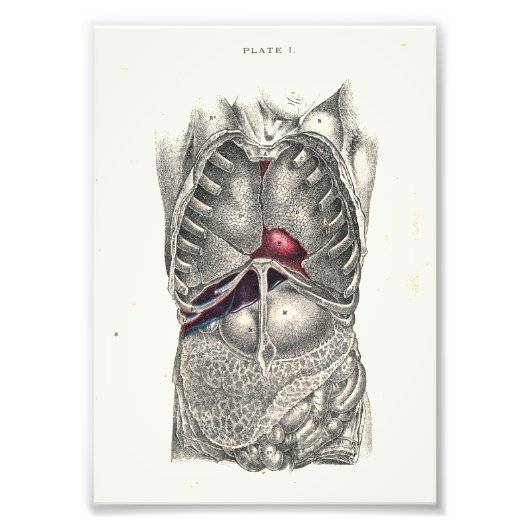 1895 Humaan Anatomy Print Abdomen Foto Afdruk (Voorkant)