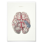 1895 Humaan Anatomy Print Brain Foto Afdruk (Voorkant)
