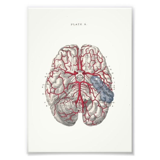 1895 Humaan Anatomy Print Brain Foto Afdruk (Voorkant)