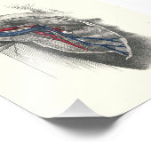 1895 Menselijke anatomie Afdrukarm Axilla Foto Afdruk (Hoek)