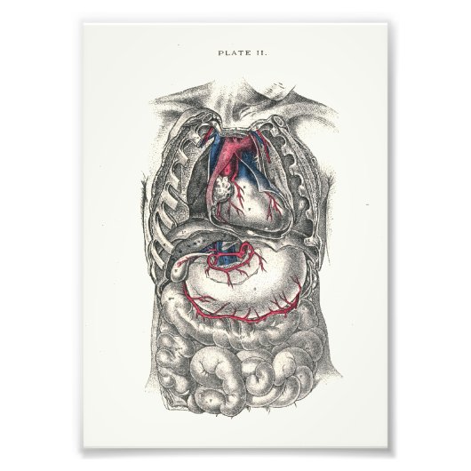 1895 Menselijke anatomie Afdrukhart Foto Afdruk (Voorkant)