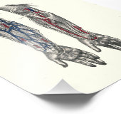 1895 Menselijke anatomie printarm Foto Afdruk (Hoek)