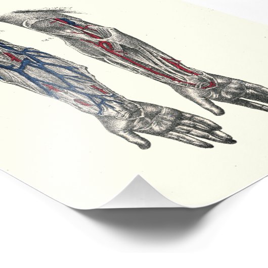 1895 Menselijke anatomie printarm Foto Afdruk (Hoek)