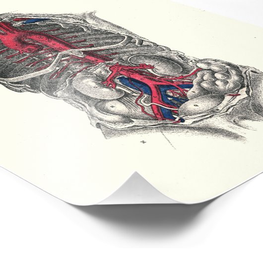 1895 Menselijke anatomie printarteries Foto Afdruk (Hoek)