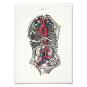 1895 Menselijke anatomie printarteries Foto Afdruk