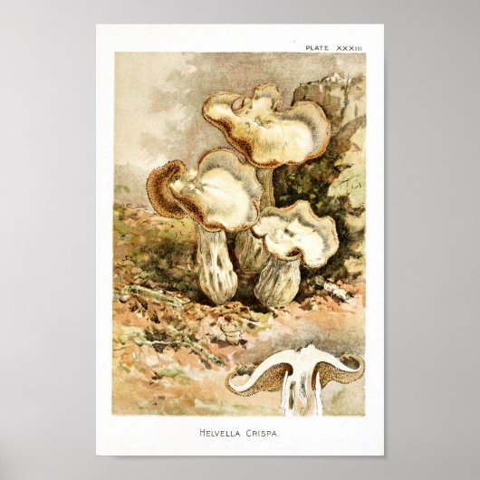 1895 paddenstoelen Bruin Witte Kunst Afdrukken Poster (Voorkant)