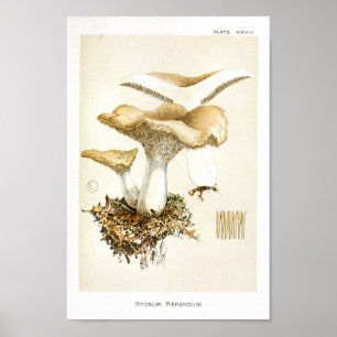 1895 paddenstoelen Bruin Witte Kunst Afdrukken Poster