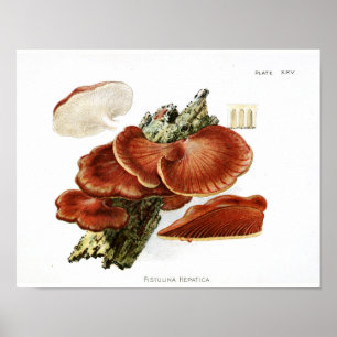  1895 paddenstoelen met bruine boomschimmel Kunst  Poster