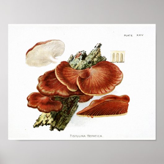 1895 paddenstoelen met bruine boomschimmel Kunst Poster (Voorkant)