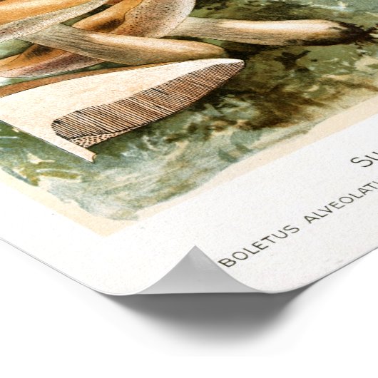  1895-paddenstoelen met rode rode, rode kunst poster (Hoek)